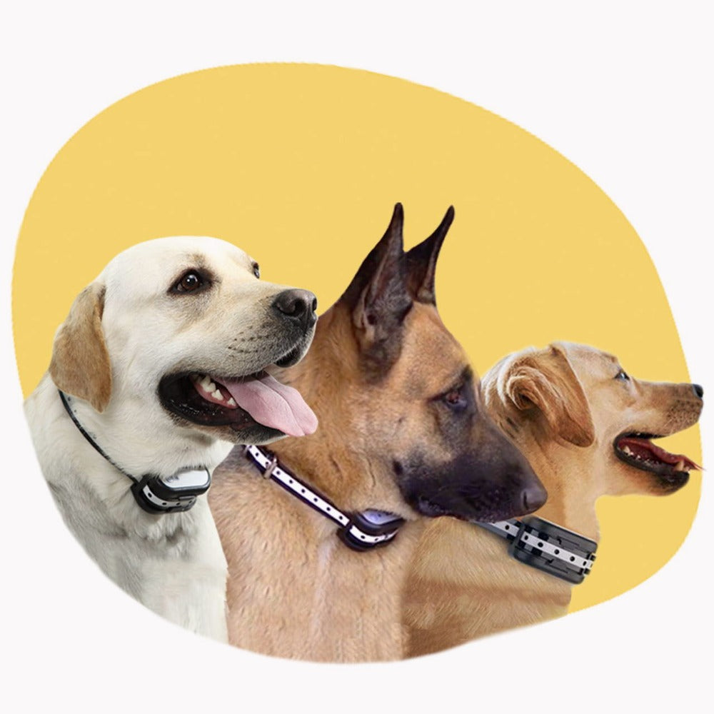 Clôture pour chien électrique sans fil – Collier anti fugue et clôture électronique sécurisée pour animaux