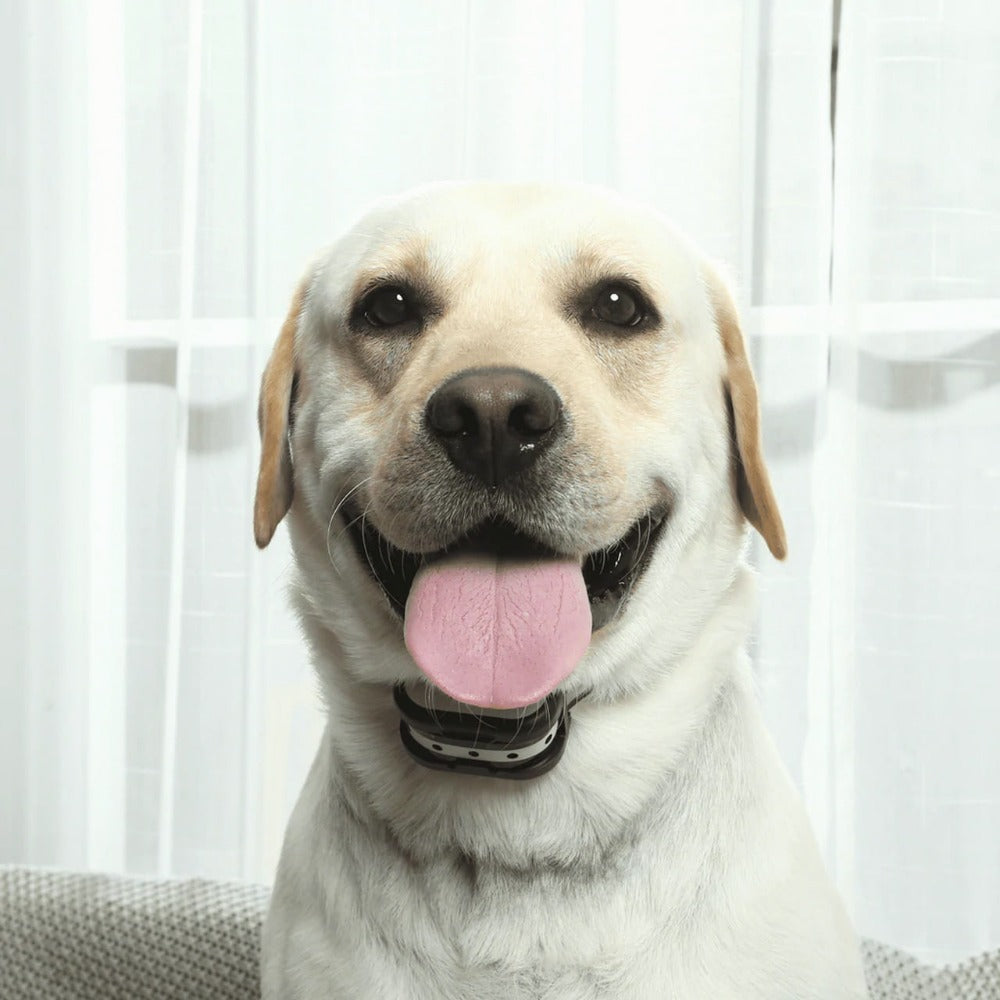 Clôture pour chien électrique sans fil – Collier anti fugue et clôture électronique sécurisée pour animaux