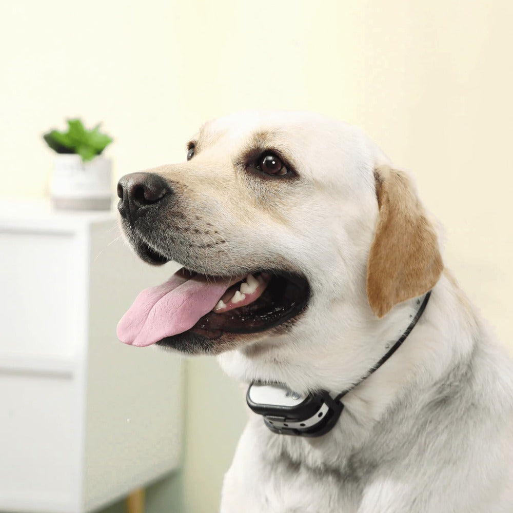 Clôture pour chien électrique sans fil – Collier anti fugue et clôture électronique sécurisée pour animaux